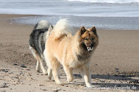 (Foto Goslar)_daenemark_2010_IMG_0440_Bovbjerg_Strand.jpg - Schwups, da hat sie ihn!